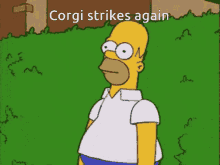 Corgi Ninja Corgi Strikes GIF - Corgi Ninja Corgi Strikes Corgi Strikes Again GIFs