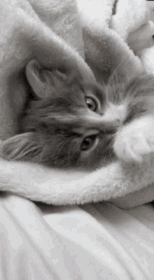 Cat Small GIF - Cat Small Paws GIFs