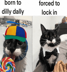 a cat wearing a hat and a bow tie next to another cat