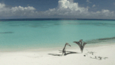 a couple of birds standing on a beach with a blue ocean in the background