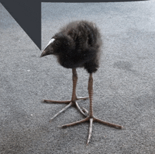 Speech Bubble Bird GIF