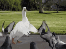 Goose Silly GIF - Goose Silly GIFs