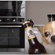 a chihuahua is holding a bottle of beer in its mouth .