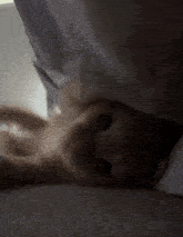 a cat is laying under a white blanket and looking at the camera