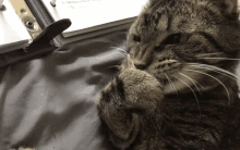 a close up of a cat 's face with a stapler behind it