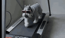 Dog Treadmill GIF - Dog Treadmill GIFs