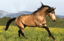 Cavallo GIF - Cavallo GIFs