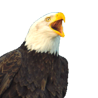 Looking Around Eagle Sticker