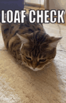 Loaf Check GIF - Loaf Check GIFs