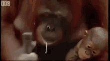 Work Animal GIF - Work Animal Orangutan GIFs