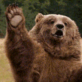 a brown bear is waving his paw in the air