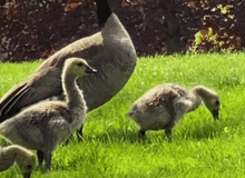 Goose Baby Goose GIF - Goose Baby Goose Duck GIFs