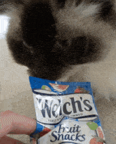 welch cat ragdoll eat chew