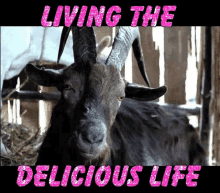 Goat Living The Delicious Life GIF - Goat Living The Delicious Life Sad GIFs
