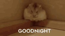 Goodnight Cute GIF - Goodnight Cute Rollsover GIFs