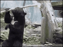 Bear Kung Fu GIF - Bear Kung Fu Animal GIFs