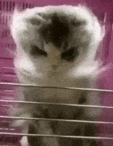 Cat Stare GIF - Cat Stare Angry GIFs