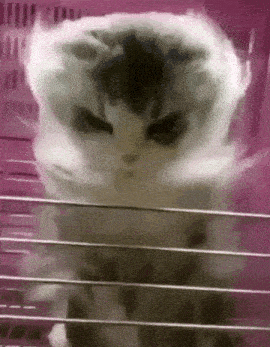 Cat Angry GIF - Cat Angry - Discover & Share GIFs