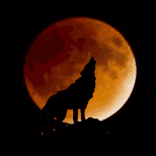 Serigala Wolf GIF - Serigala Wolf Full Moon GIFs