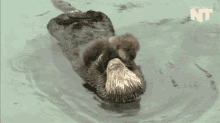 Floating GIF - Float Animal Otter GIFs