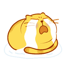 cry cute fat kitty cat