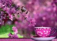 Bird Coffee GIF
