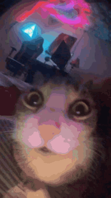 Cat Facetime GIF - Cat Facetime Cute Cat GIFs