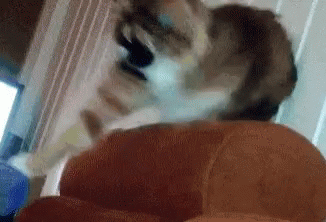 Animal Attacks Funny Animals GIF - Animal Attacks Funny Animals Cats - Discover & Share GIFs Animal Attacks Funny Animals GIF - Animal Attacks Funny Animals Cats - Discover & Share GIFs