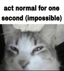 a picture of a cat with the words act normal for one second ( impossible ) above it