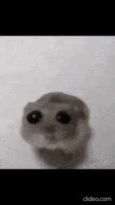 Sad Hamster Hamster Meme GIF
