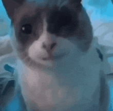 a close up of a cat with a blue background