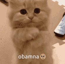 Obamna Cat GIF - Obamna Cat Pleading GIFs