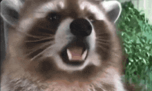Raccoon Eating GIF - Raccoon Eating GIFs
