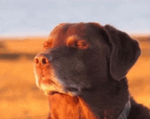 a close up of a brown dog with its eyes closed in a field .