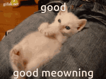 Good Morning Good Meowning GIF - Good Morning Good Meowning Cat GIFs