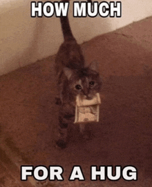 a cat carrying a box of money with the words how much for a hug below it