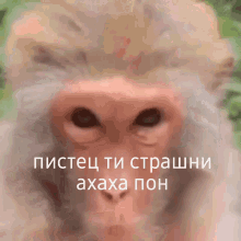 пон Monkey GIF - пон Monkey Laughing GIFs