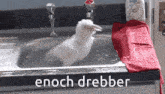 a picture of a duck in a sink with the words enoch drebber written below it