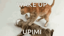 Wake Up Upiki GIF