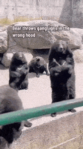 Bear Gang Wrong Hood GIF