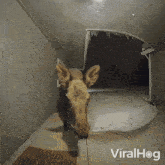 Pressing The Doorbell Viralhog GIF