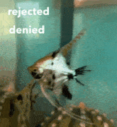 Rejected Denied GIF - Rejected Denied Pirate The Fish GIFs