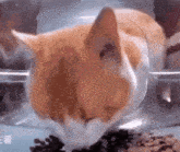 Ween Cat GIF - Ween Cat Gene Ween GIFs