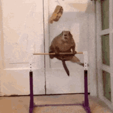 Squirrel Gymnastics GIF - Squirrel Gymnastics Workout GIFs