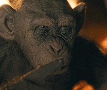 Bad Ape Catfoodcannon GIF - Bad Ape Bad Ape GIFs