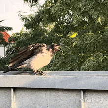 Feeding Crow GIF - Feeding Crow Viralhog GIFs