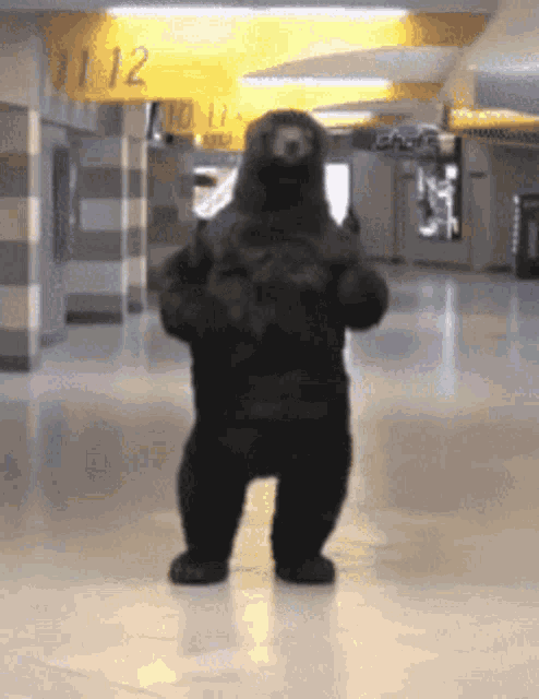 Penguins Dancing GIF - Penguins Dancing Dance - Discover & Share GIFs 