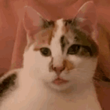 Lilly Cat GIF - Lilly Cat GIFs