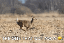 Deer Run GIF - Deer Run Jump GIFs