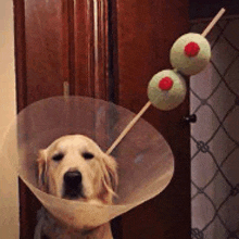 a dog wearing a martini cone with two olives on a stick